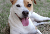 Local Mixed Dog