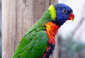 Makao Parrot